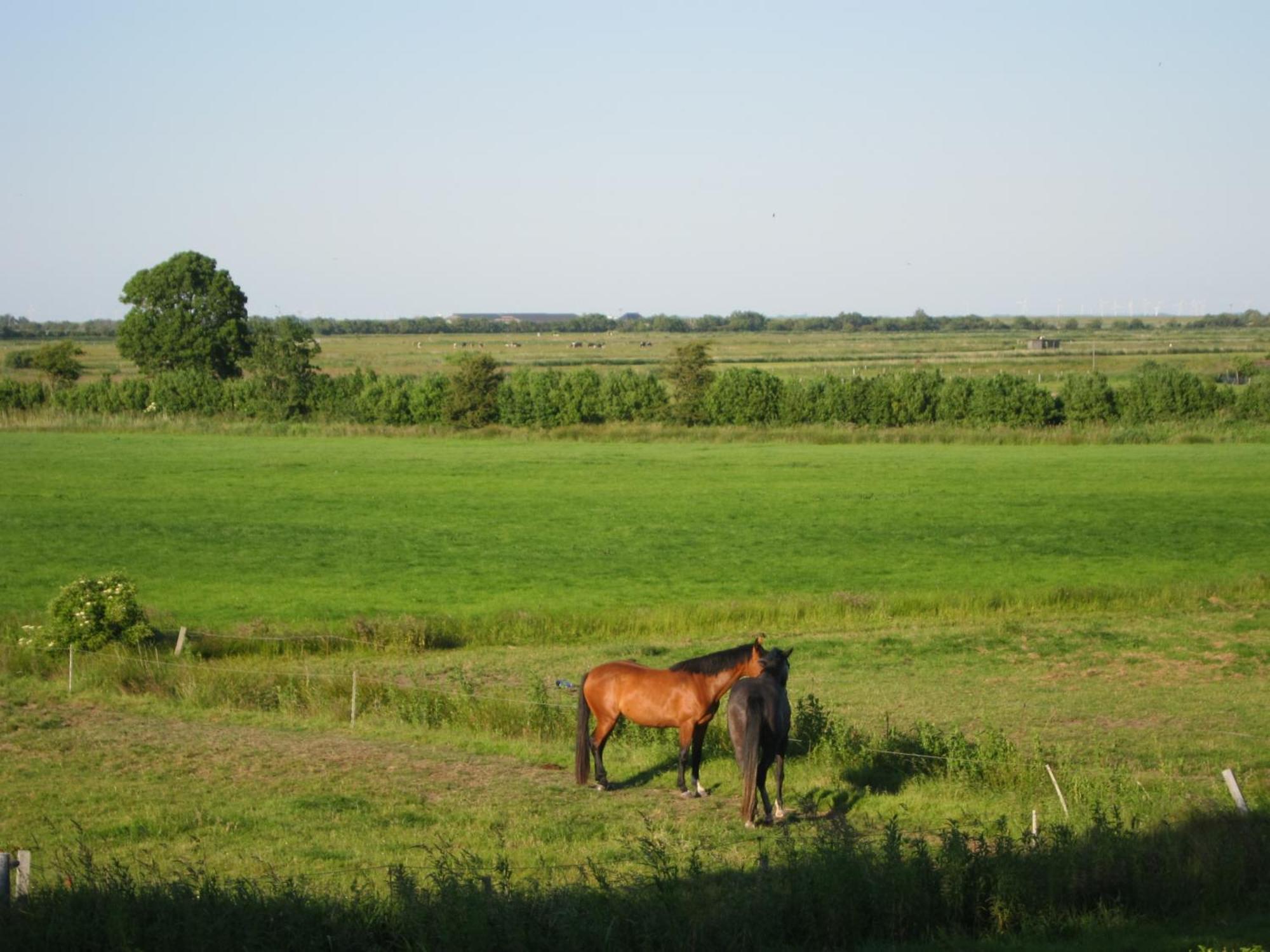 Nordseekrabbe 12 Herrenhof Wrixum Bagian luar foto